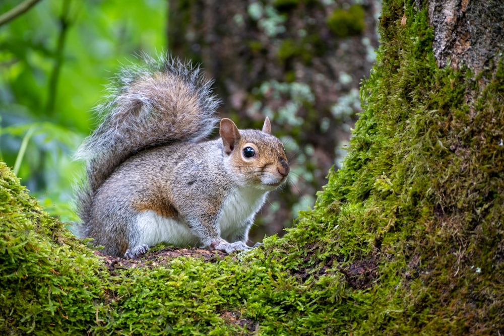 brown squirrel on green grass during daytime