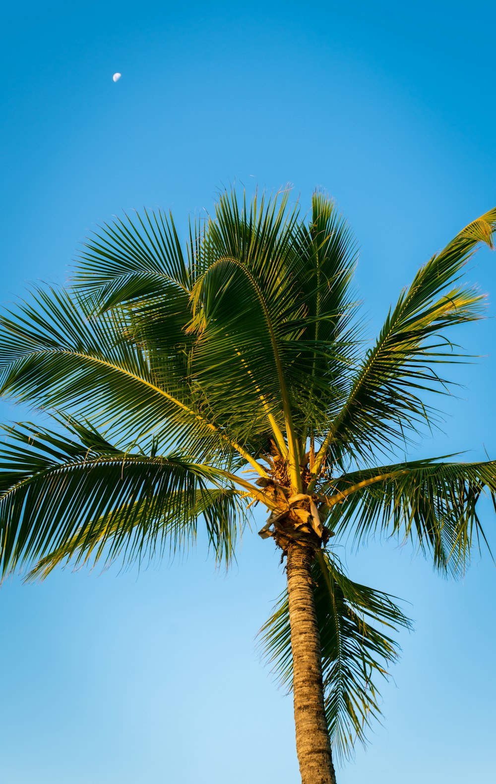 Grüne Palme unter blauem Himmel tagsüber