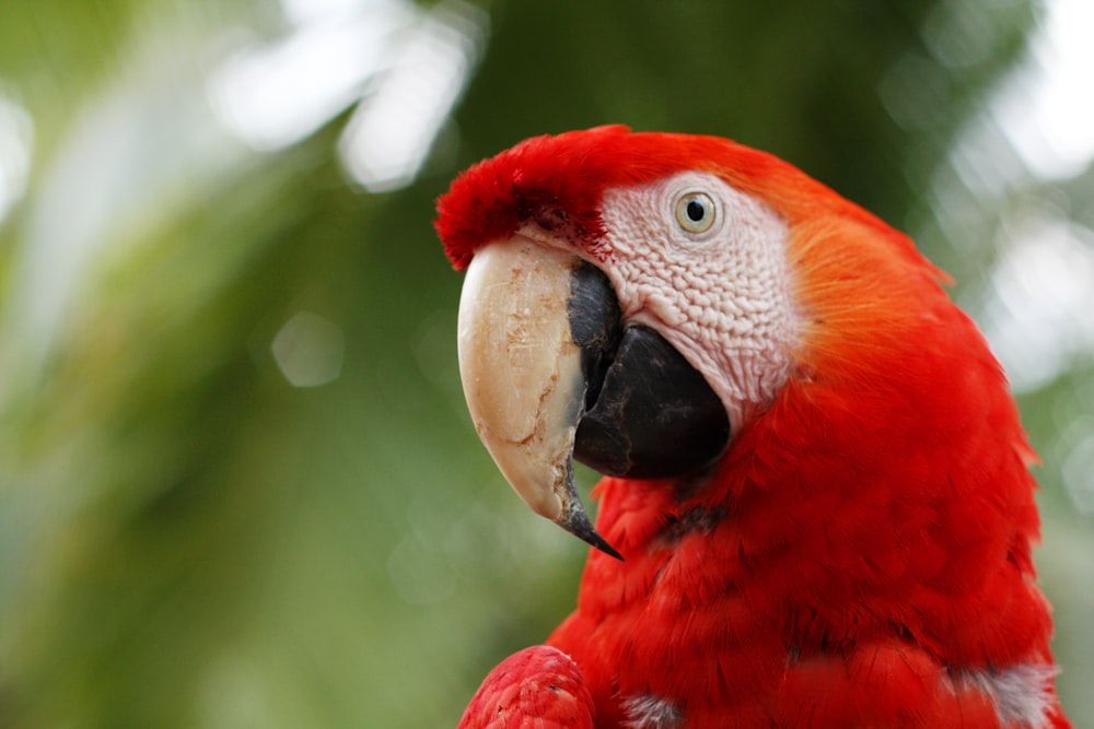 red and white bird in close up photography