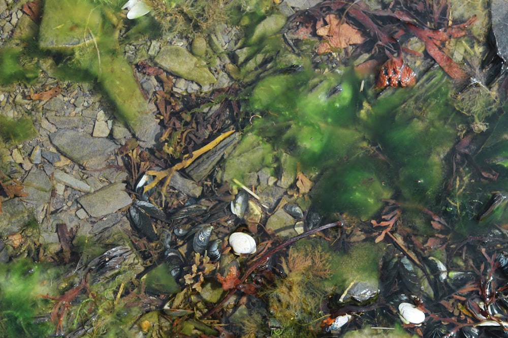 green and brown leaves on brown soil