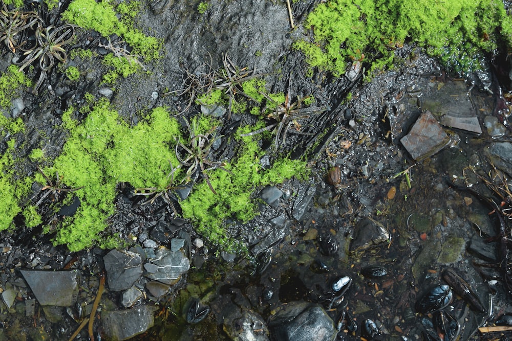 green moss on black rocks