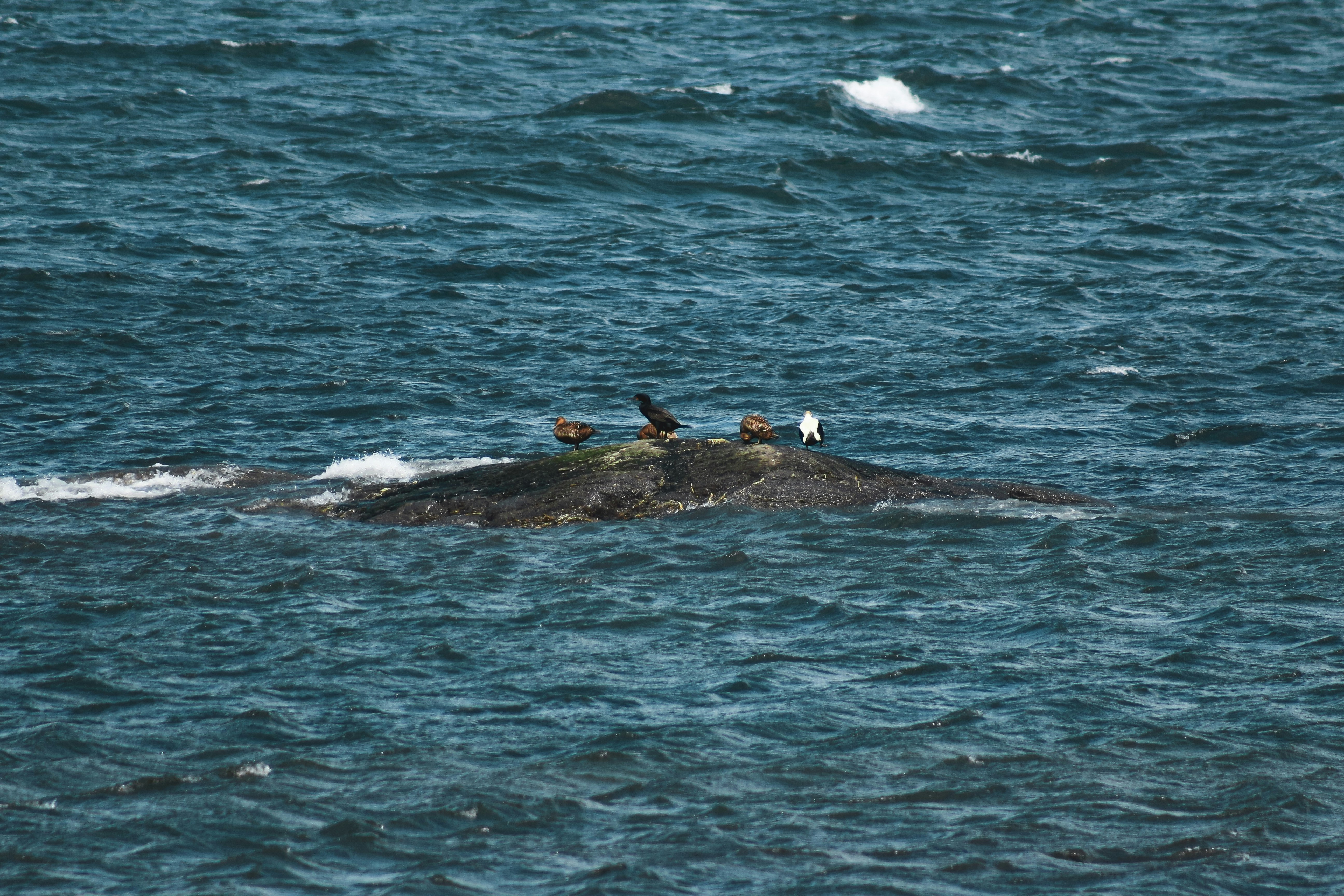 black and white bird on black rock in the middle of ocean during daytime