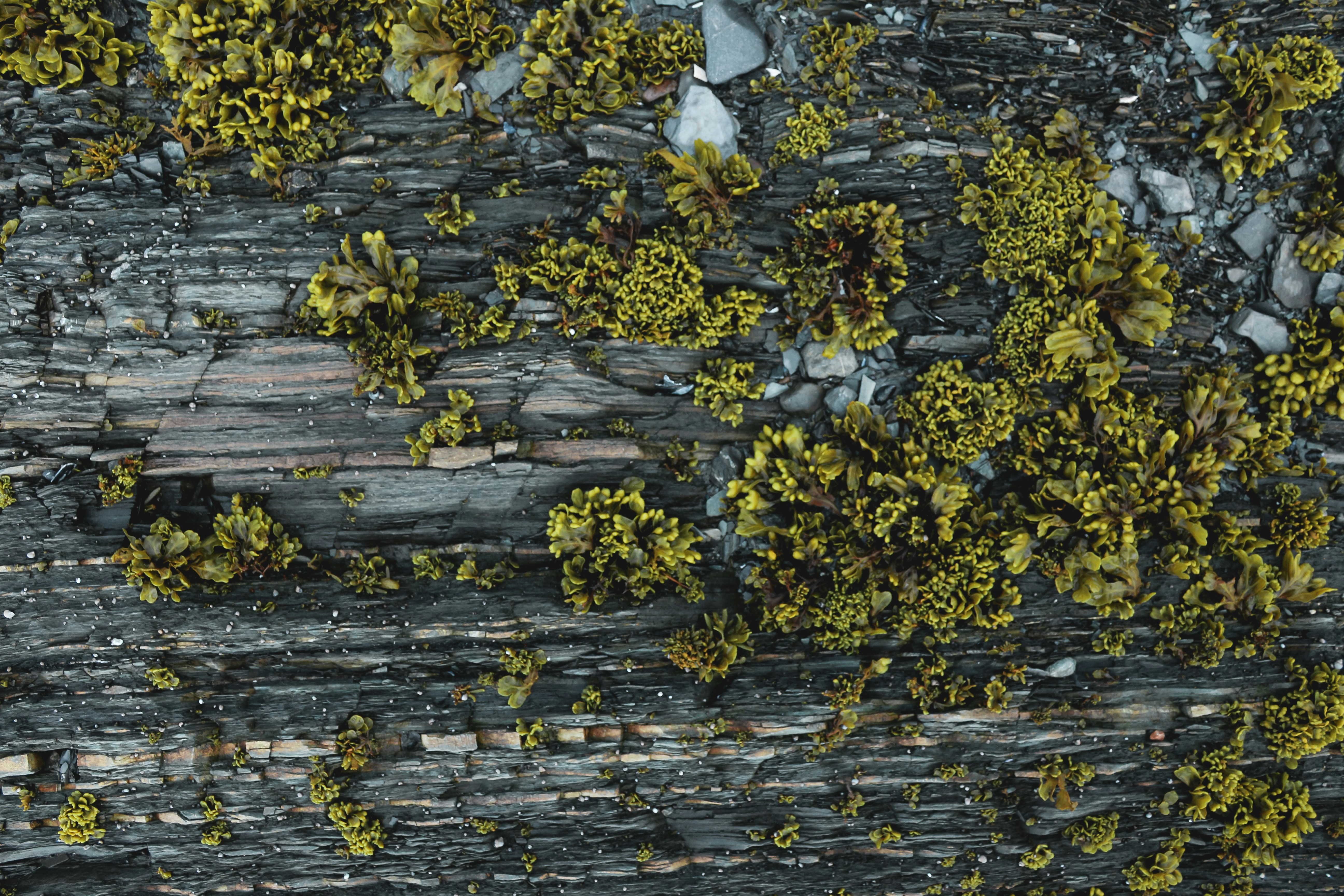 yellow and white flower petals on water