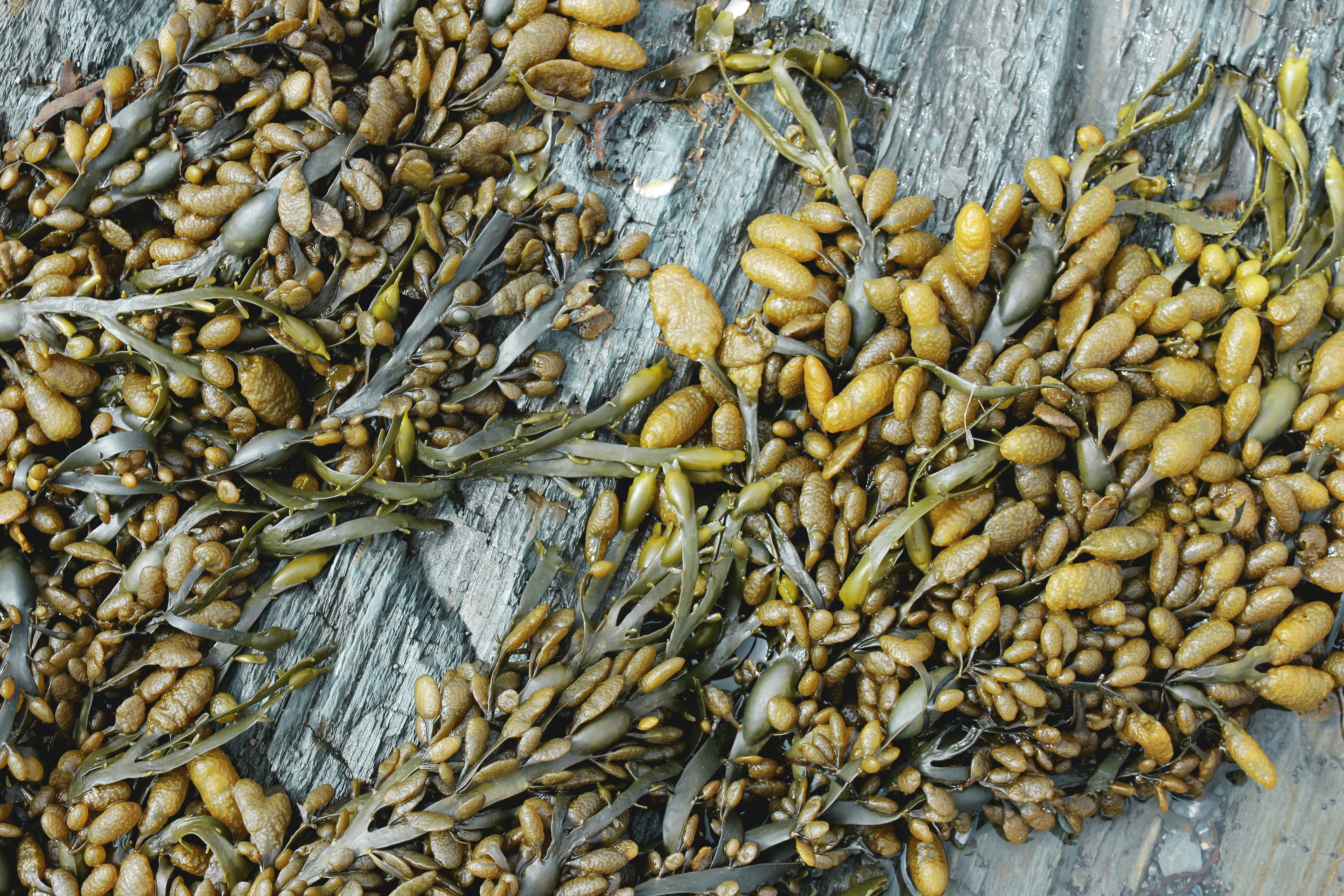 brown and black pine cones on gray wooden plank
