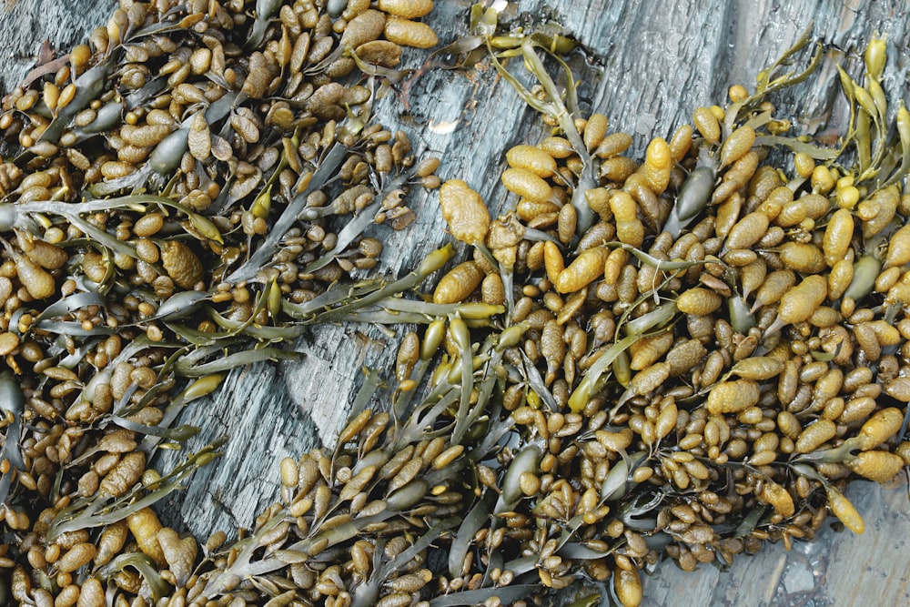 brown and black pine cones on gray wooden plank