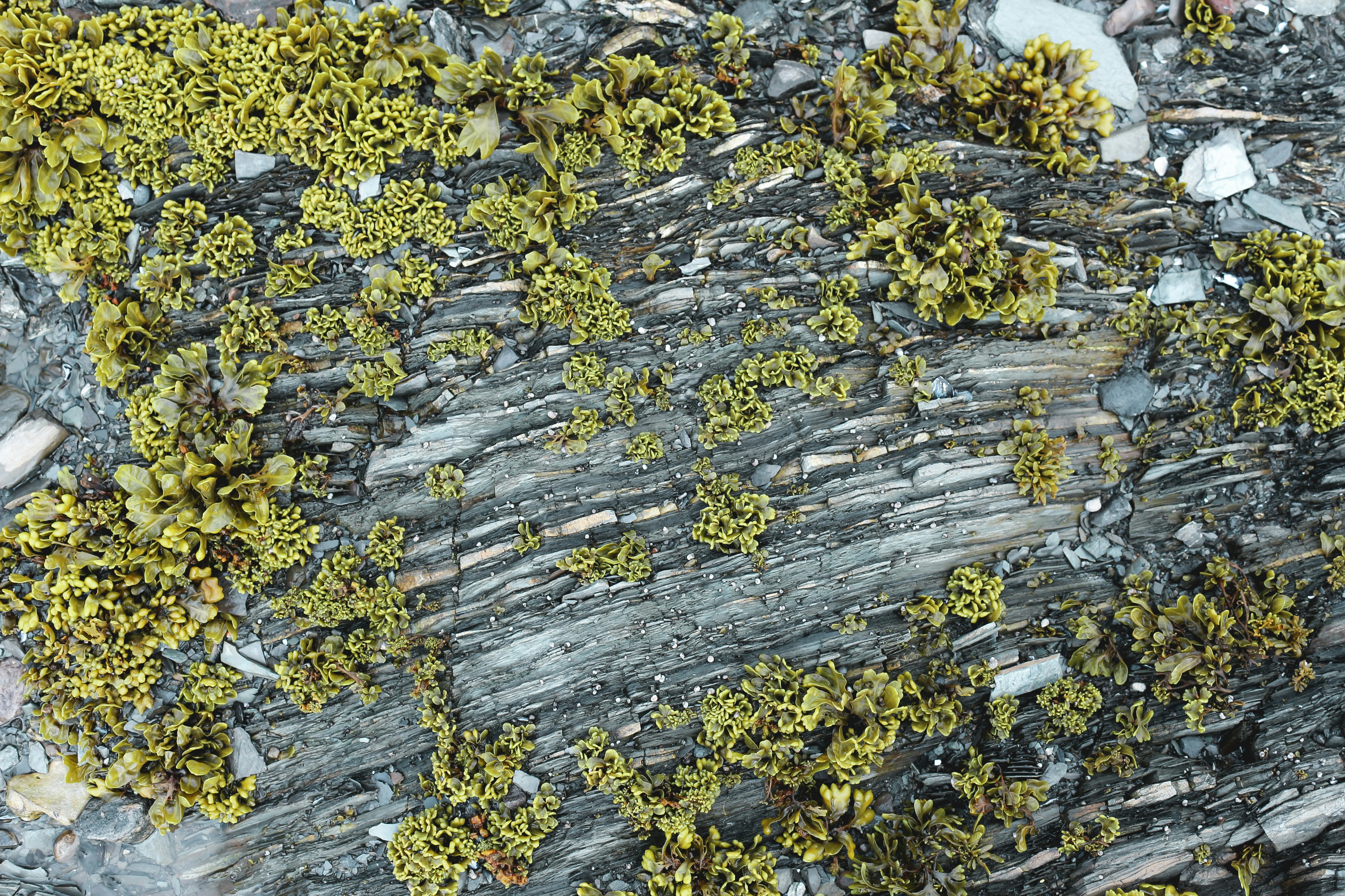 yellow and gray tree leaves on gray concrete ground