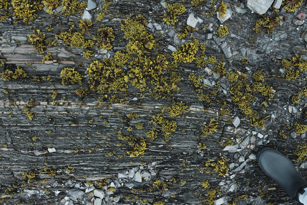 yellow and white flower petals on ground