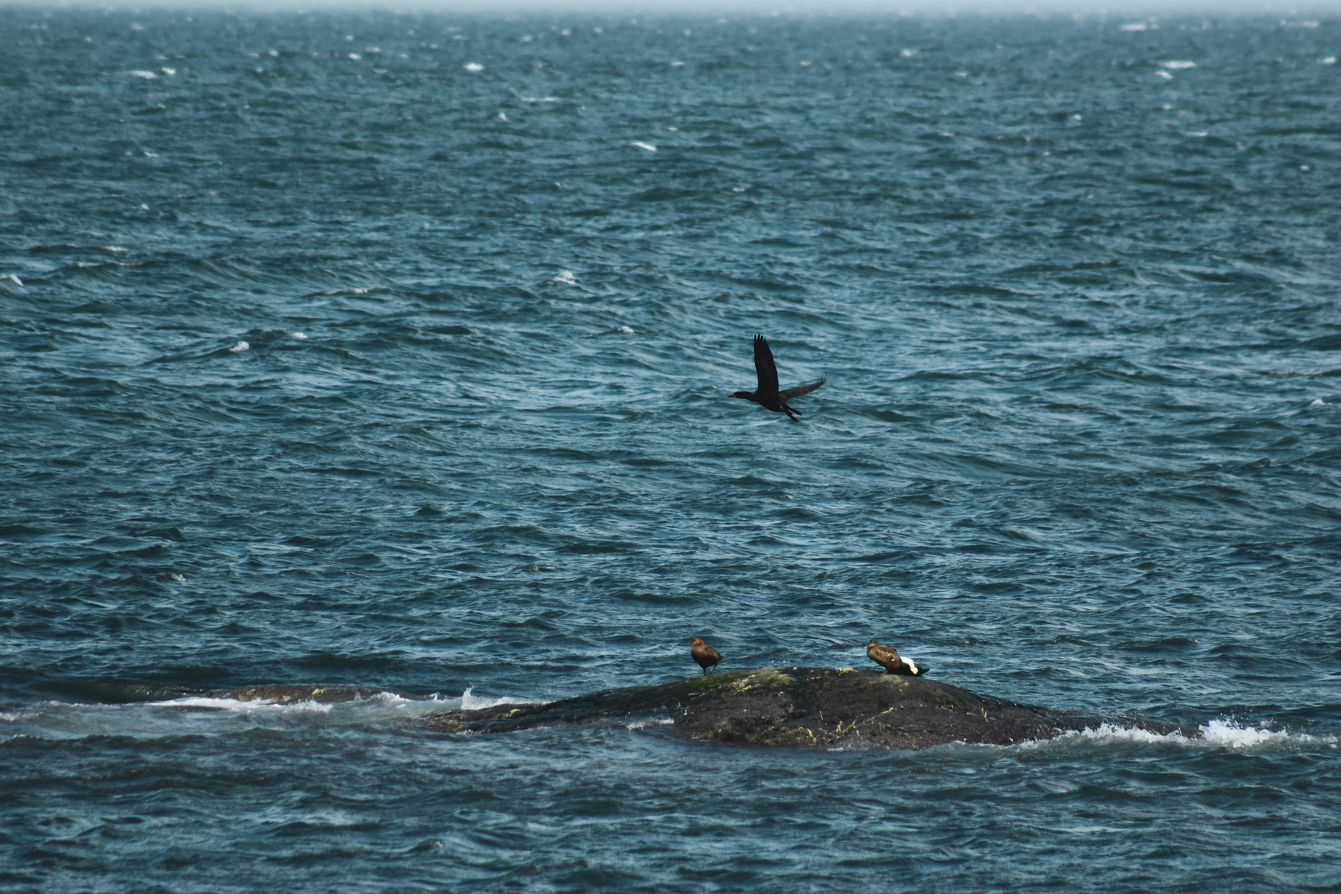 black whale on blue sea during daytime