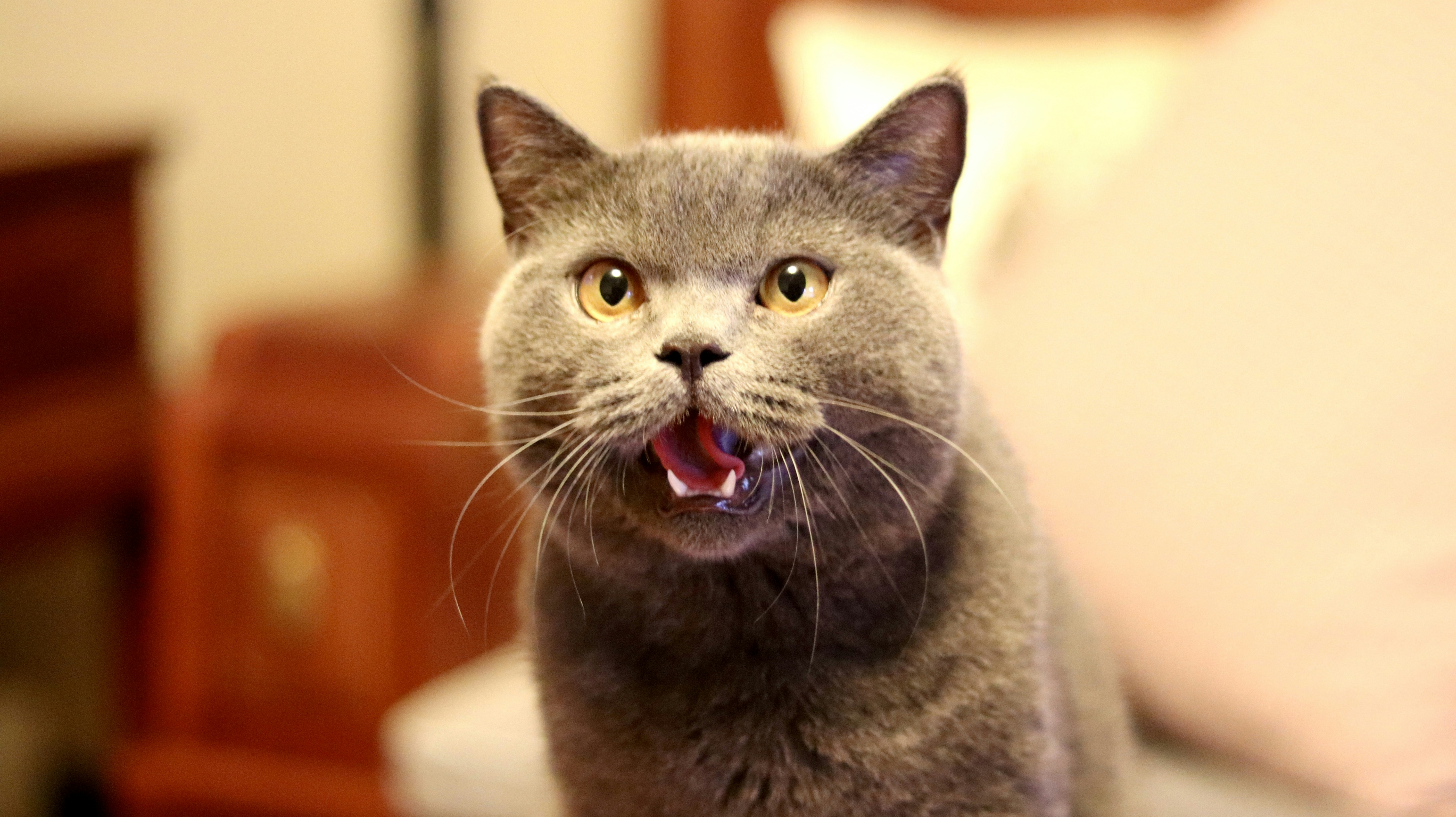 russian blue cat on white table