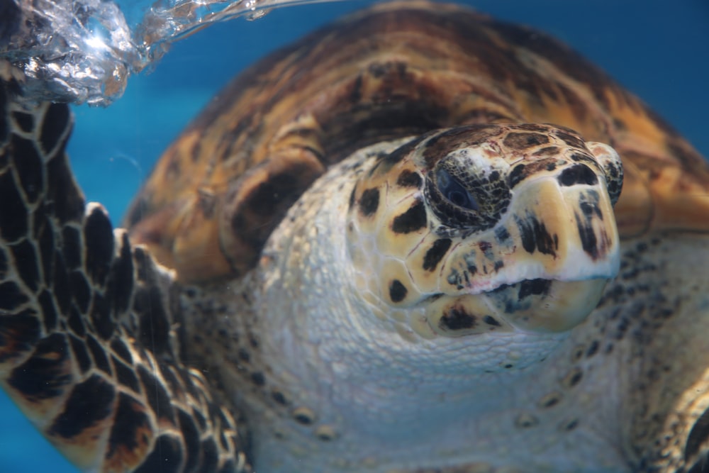 white and brown turtle in water