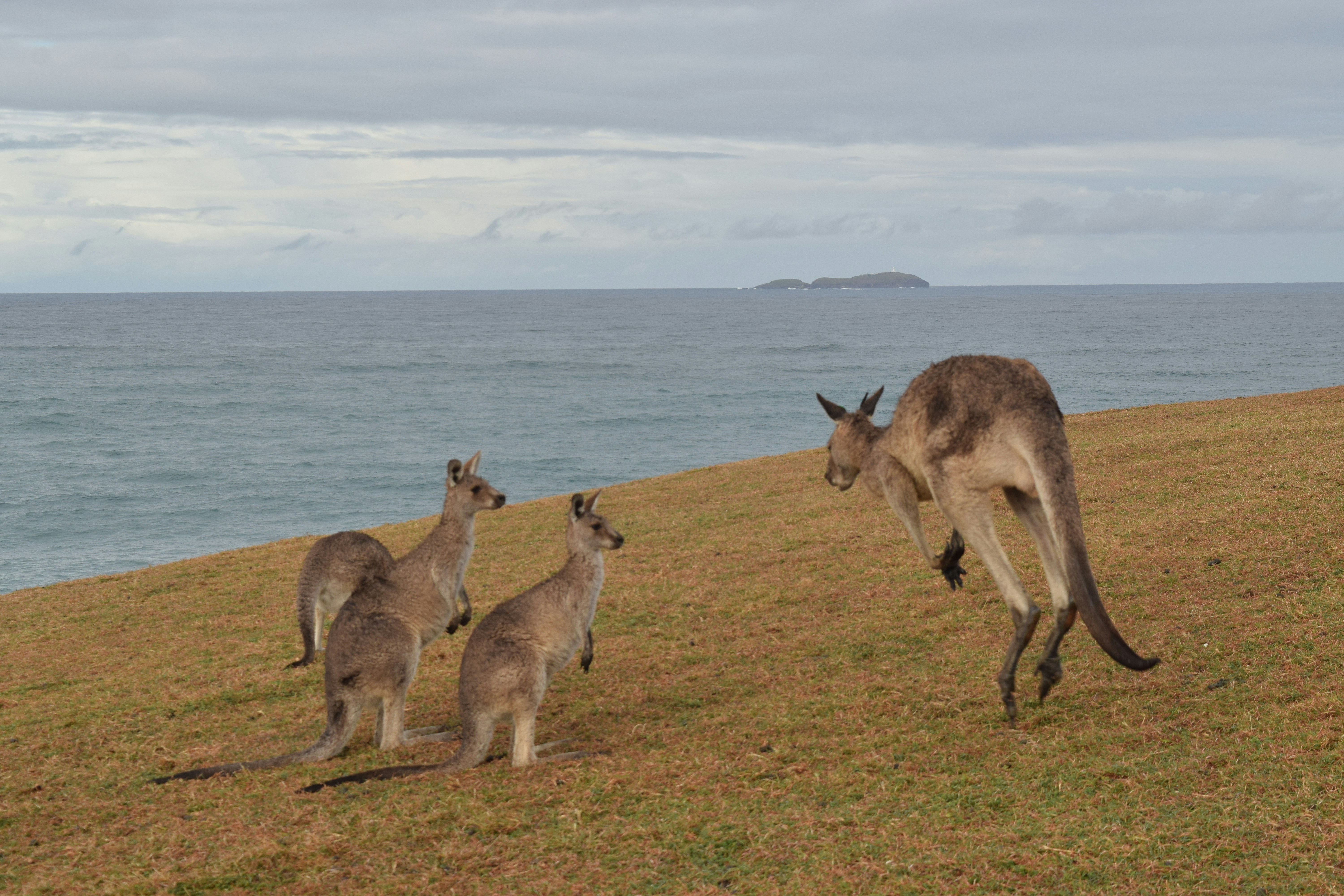 two brown kangaroo on green grass field during daytime