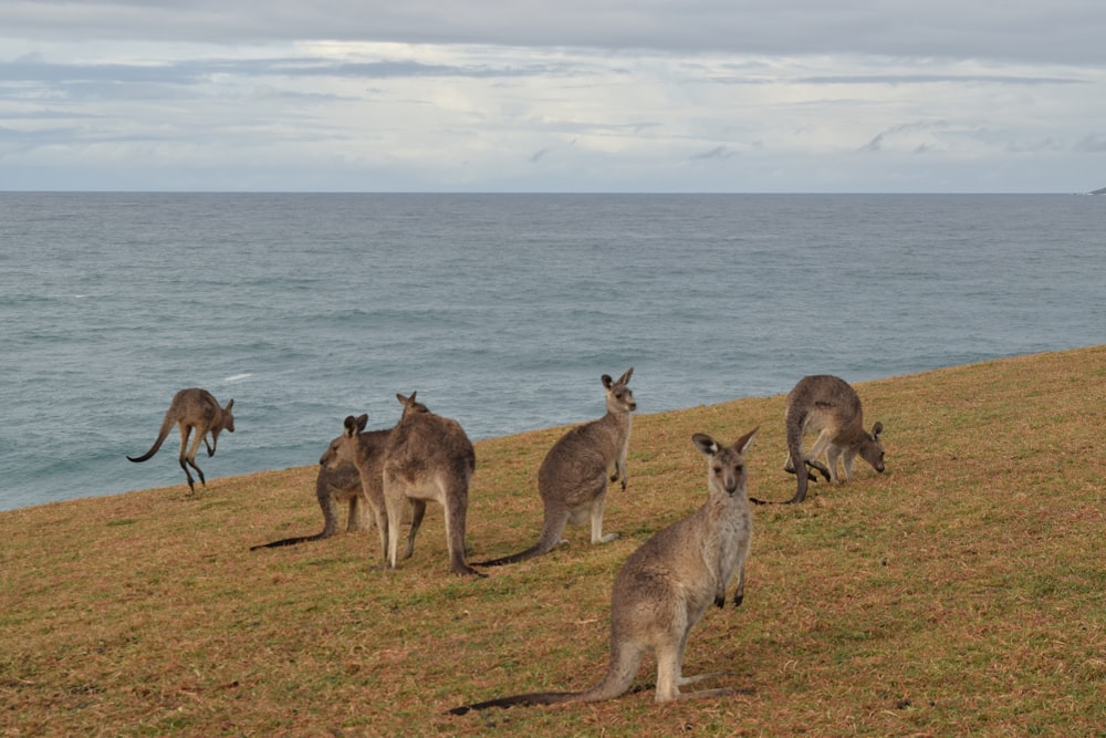 three kangaroo on brown field during daytime