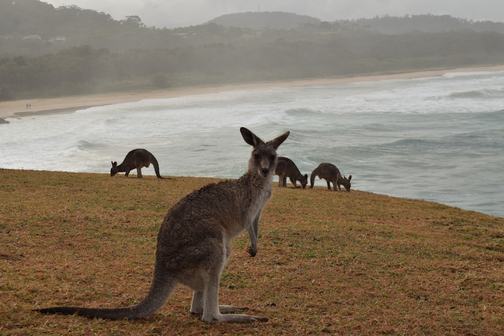 gray kangaroo on green grass field near body of water during daytime