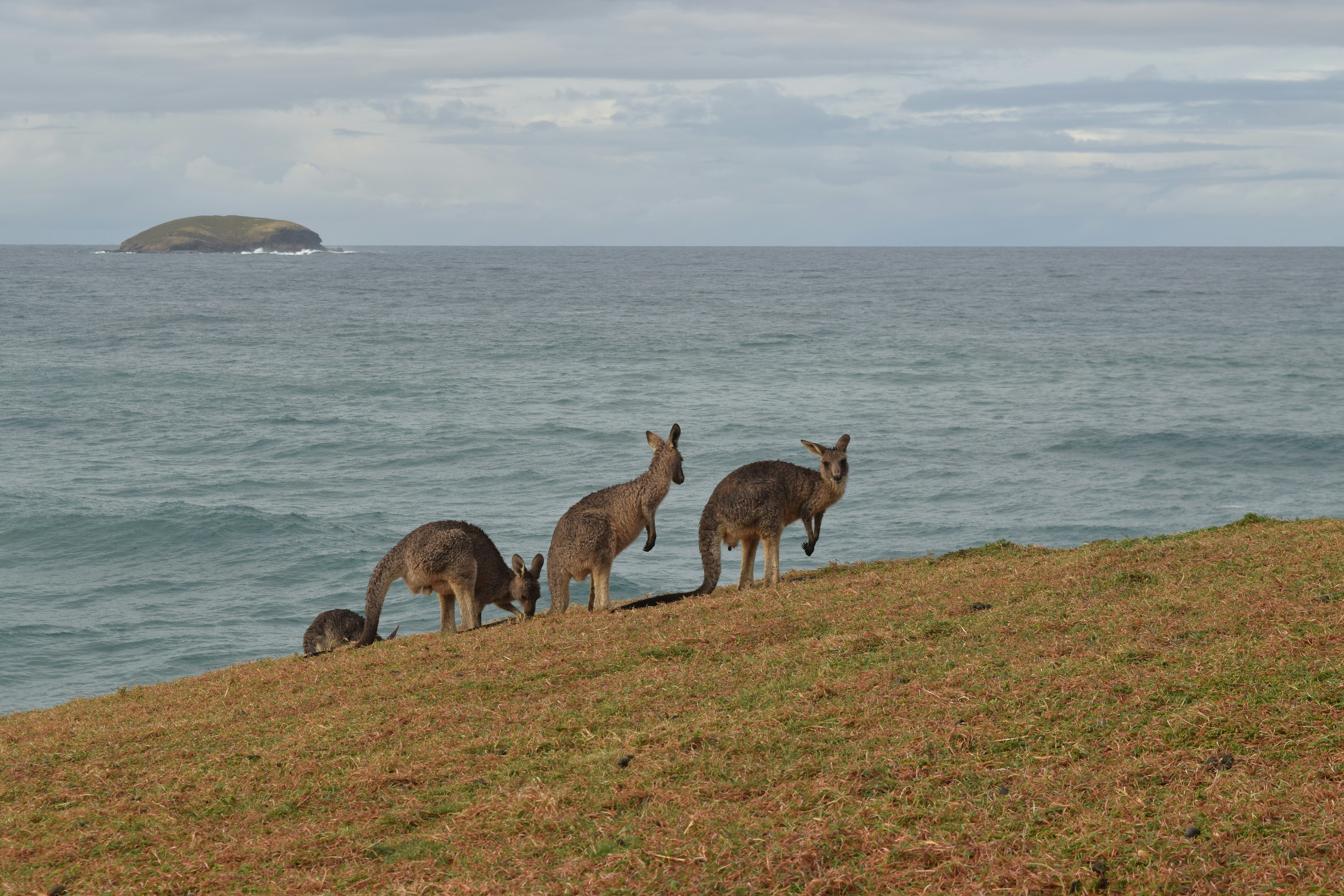 brown deer on brown grass field near body of water during daytime