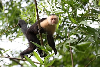 brown monkey on tree branch during daytime