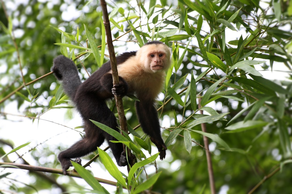 Mono marrón en la rama de un árbol durante el día