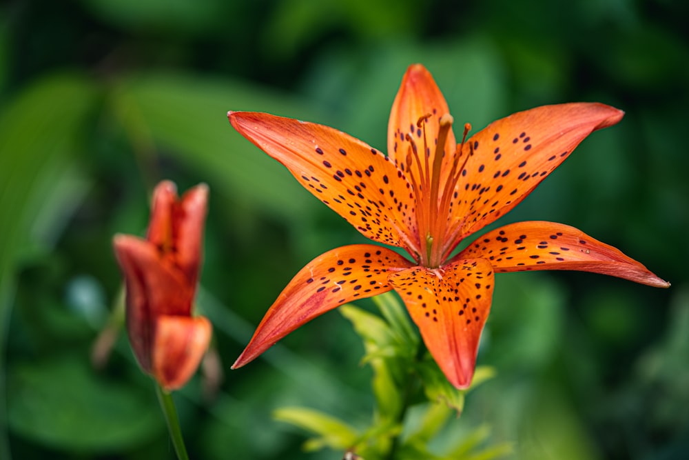 orange lily in bloom during daytime