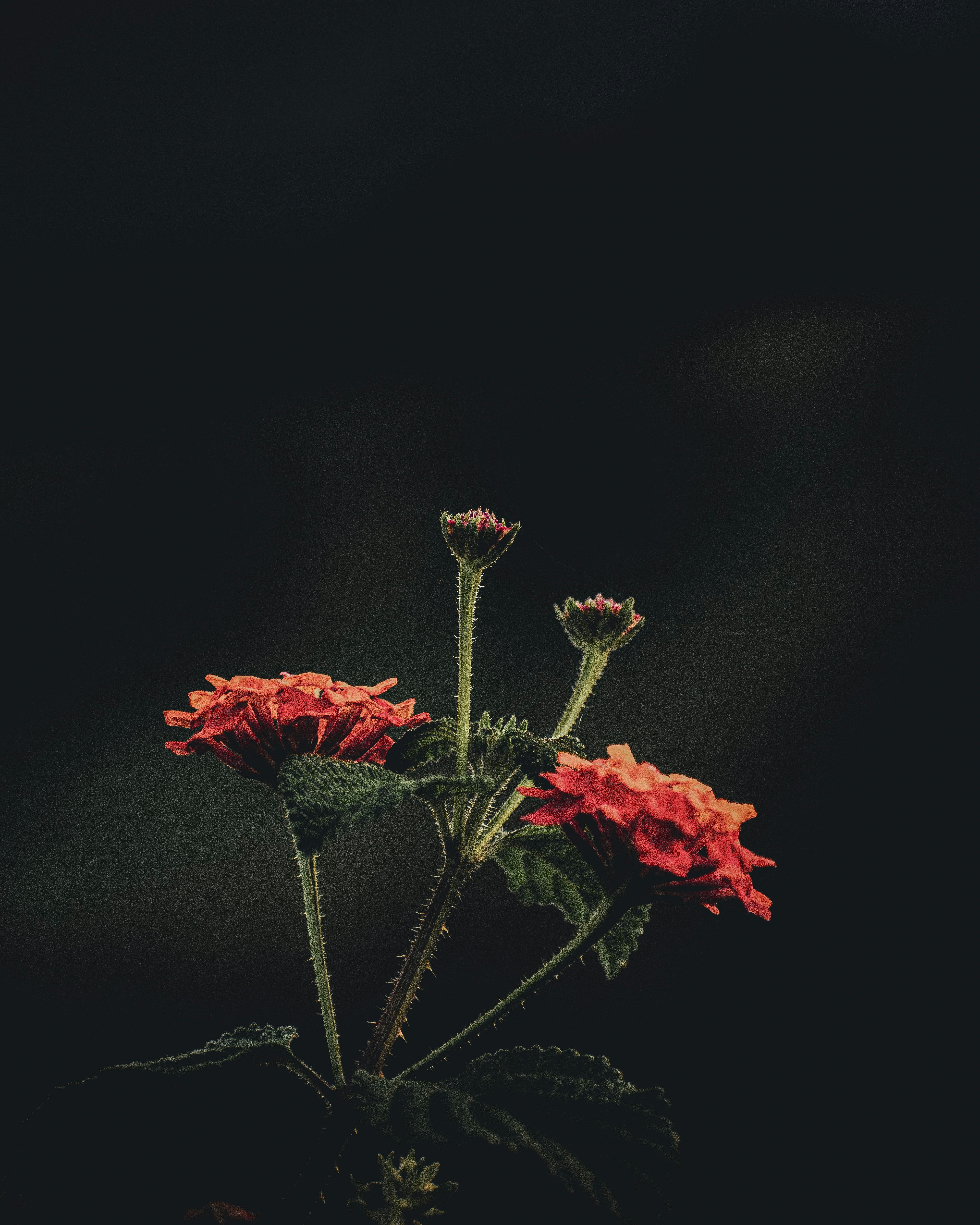 flores rojas con hojas verdes