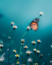 brown and black butterfly perched on white flower in close up photography during daytime