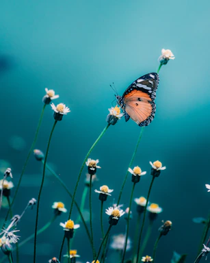 brown and black butterfly perched on white flower in close up photography during daytime