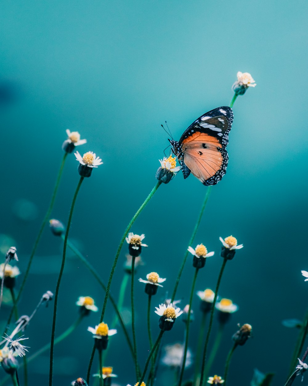 borboleta marrom e preta empoleirada na flor branca em fotografia de perto durante o dia