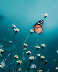 brown and black butterfly perched on white flower in close up photography during daytime