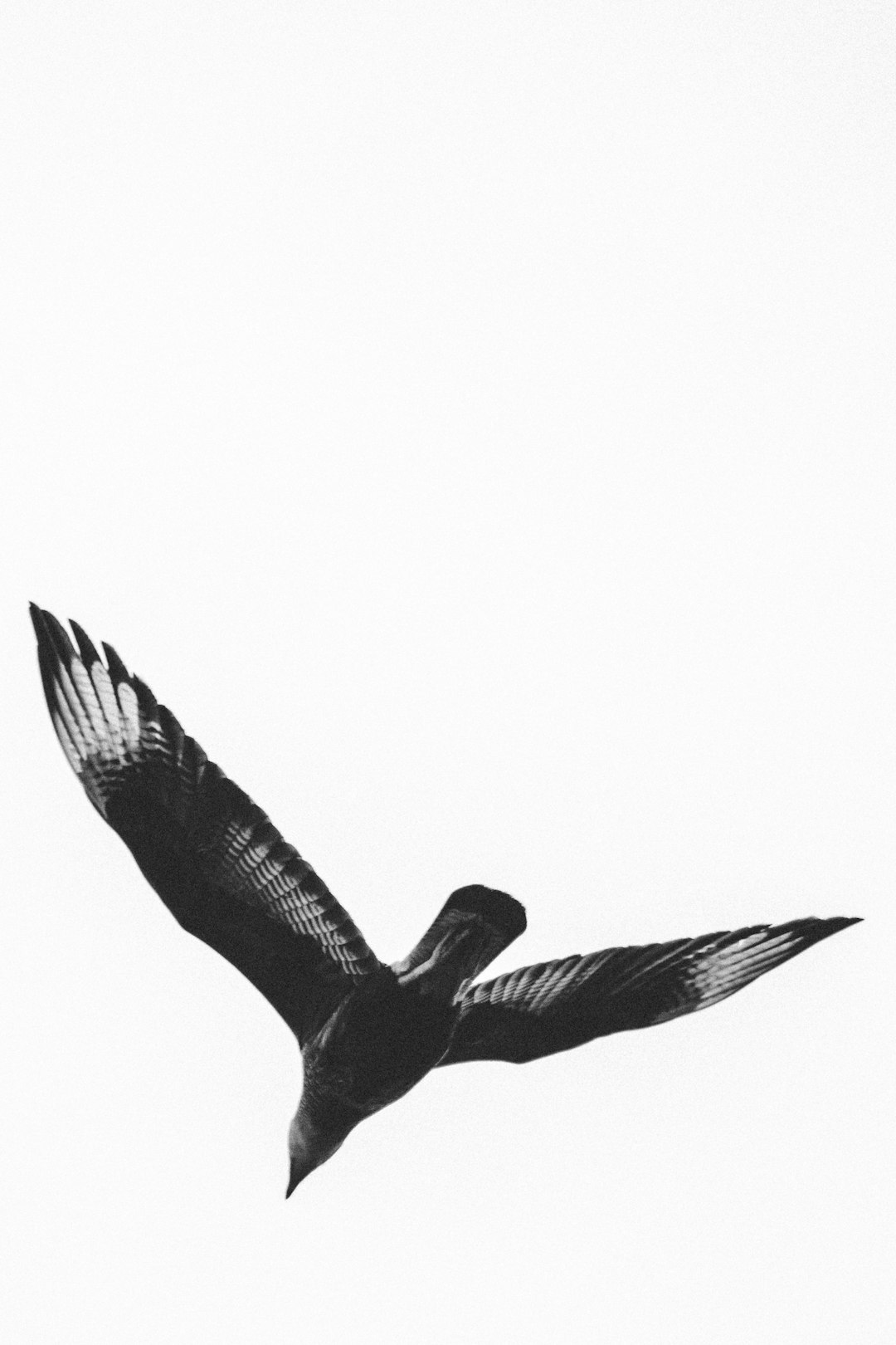 black and white bird flying