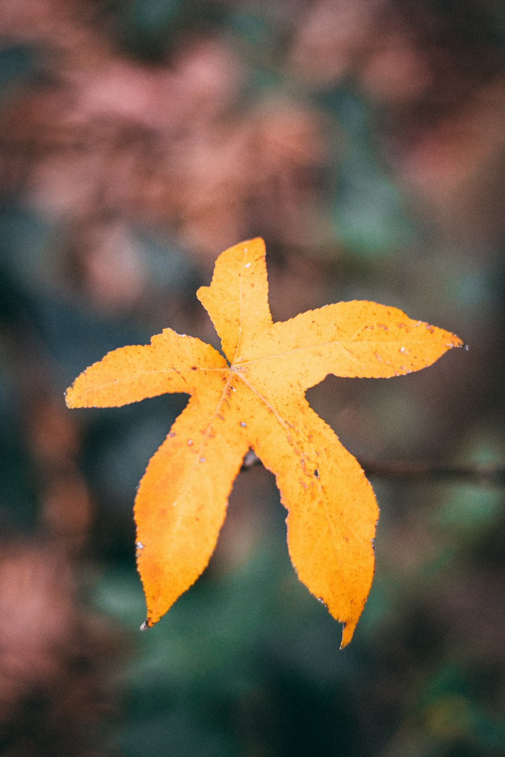 brown maple leaf in tilt shift lens