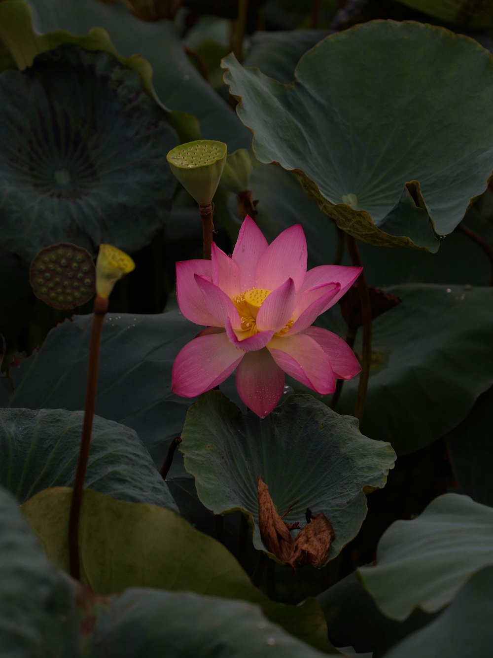 pink lotus flower in bloom