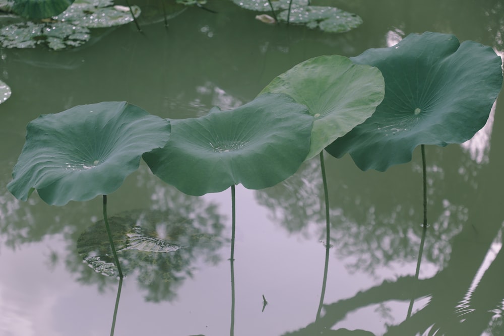 purple flower on body of water