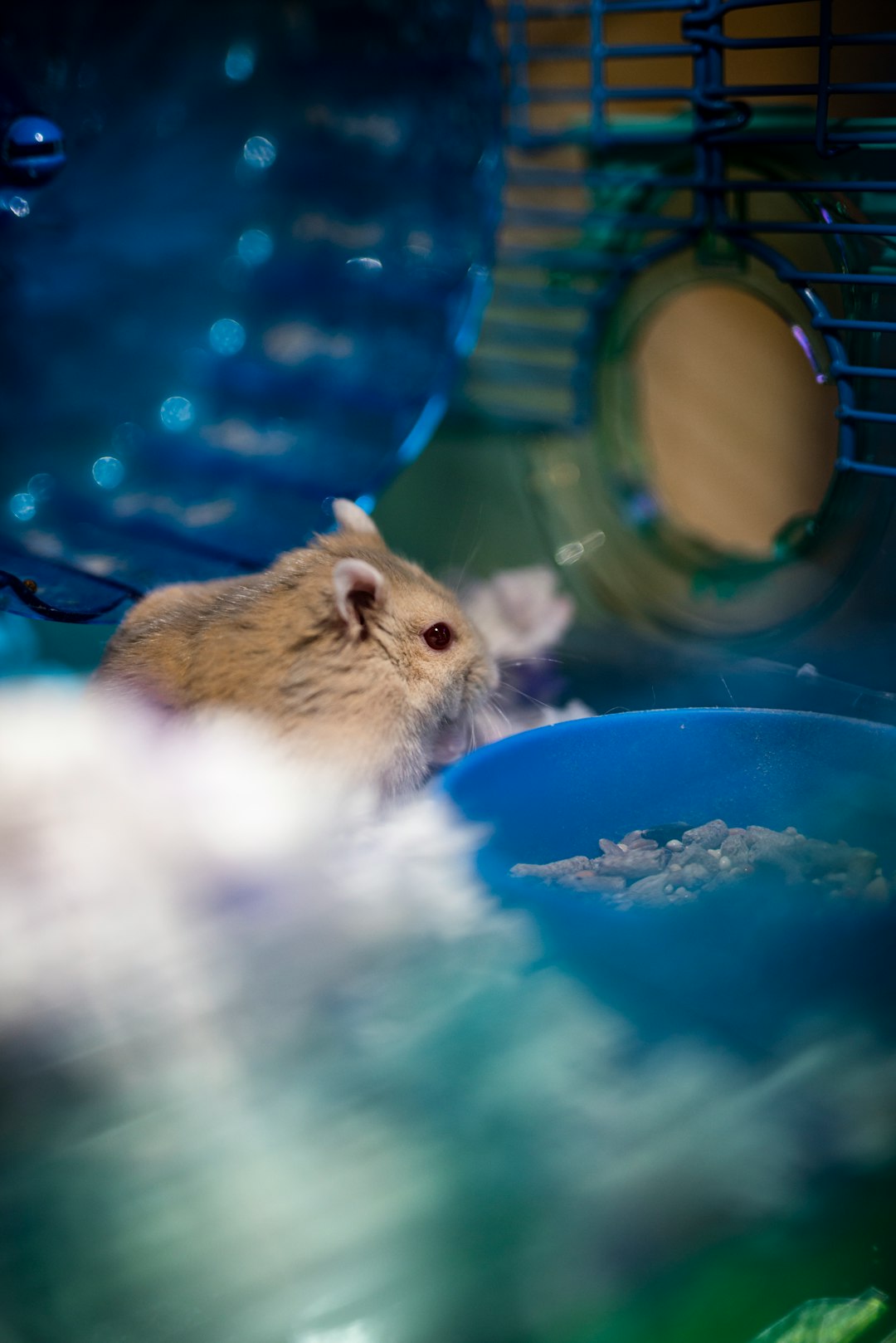 brown and white hamster on blue plastic container