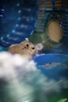 A small furry hamster is inside a cage, with bedding and a blue food dish containing seeds. The cage has metal bars and appears to be a habitat with a wheel or circular structure in the background.
