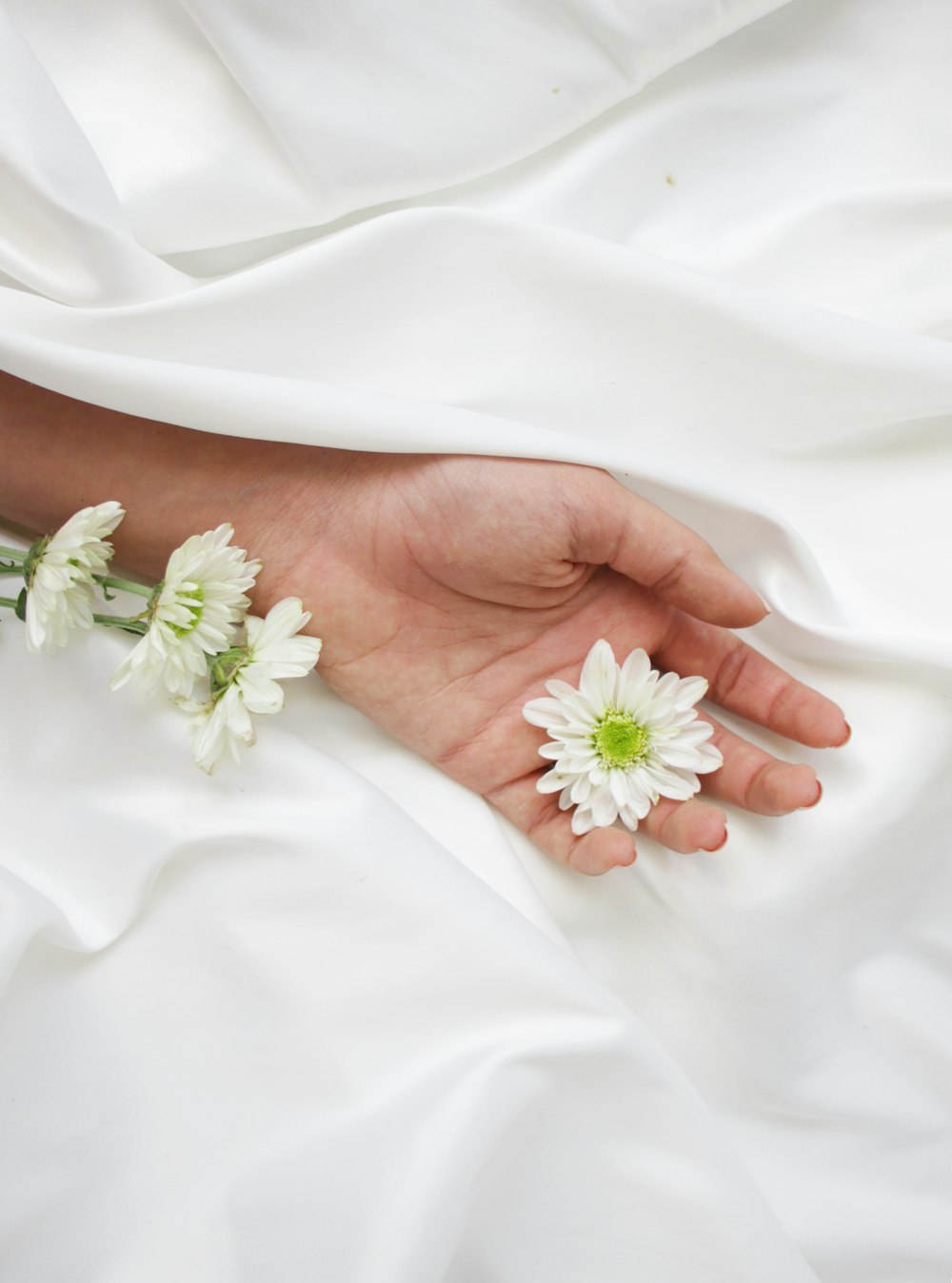 white flower on persons hand