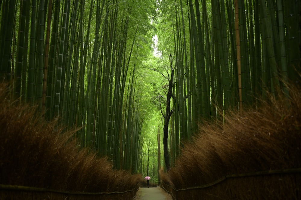 bruns arbres dans la forêt pendant la journée