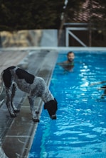 white and black short coated dog on swimming pool during daytime