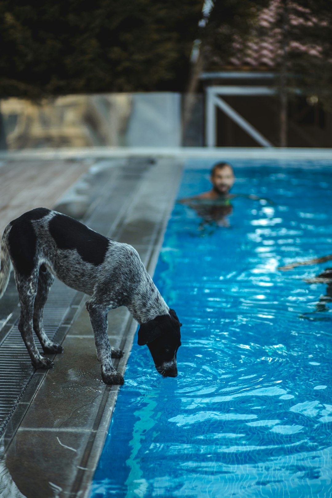 white and black short coated dog on swimming pool during daytime