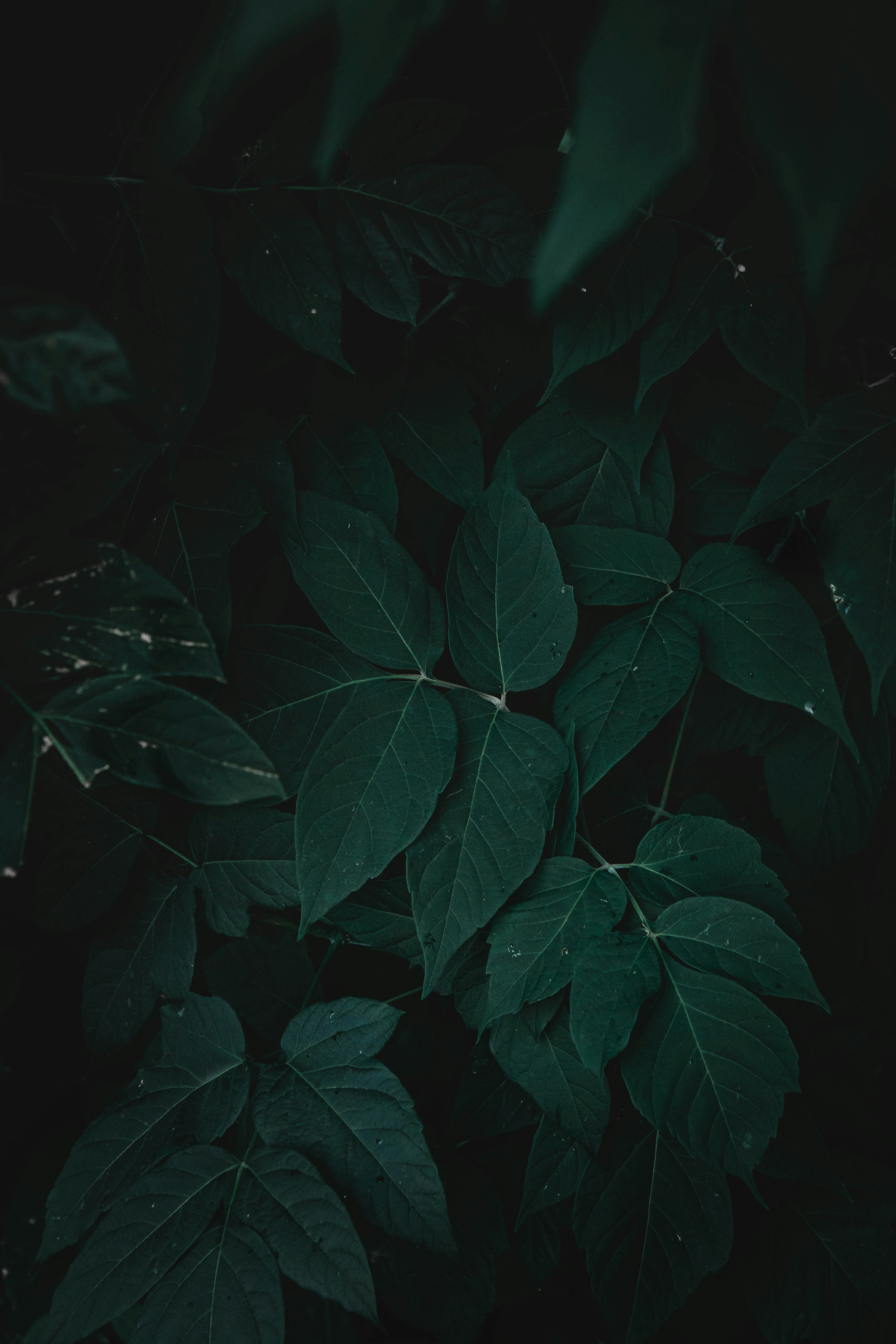 green leaves in close up photography