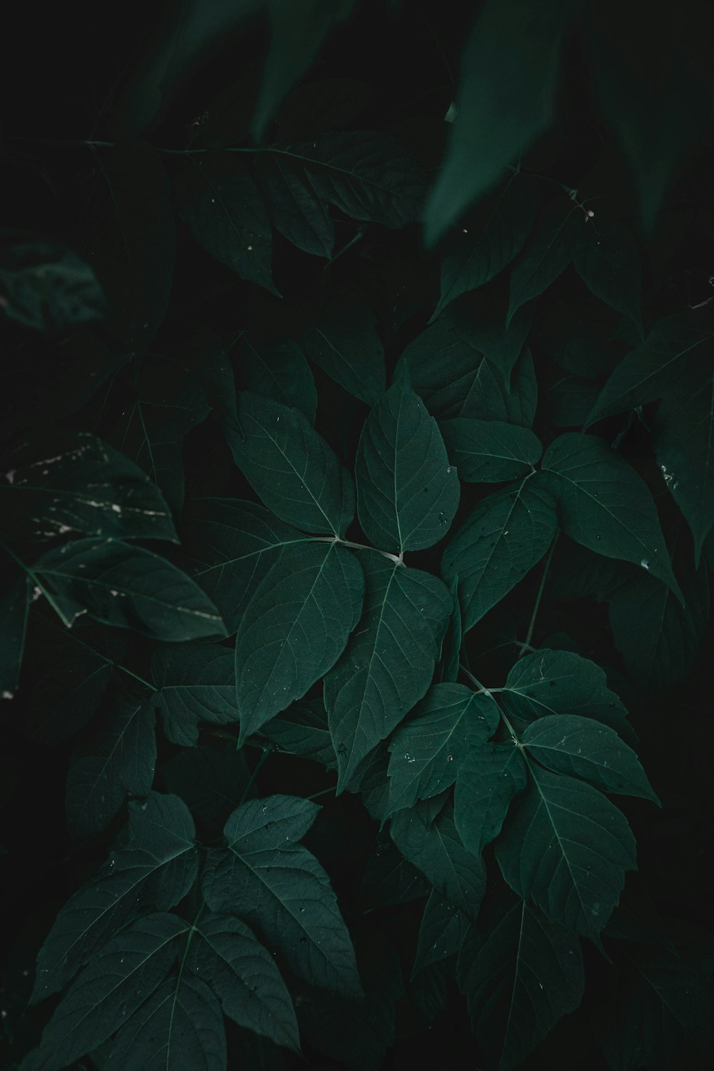 green leaves in close up photography