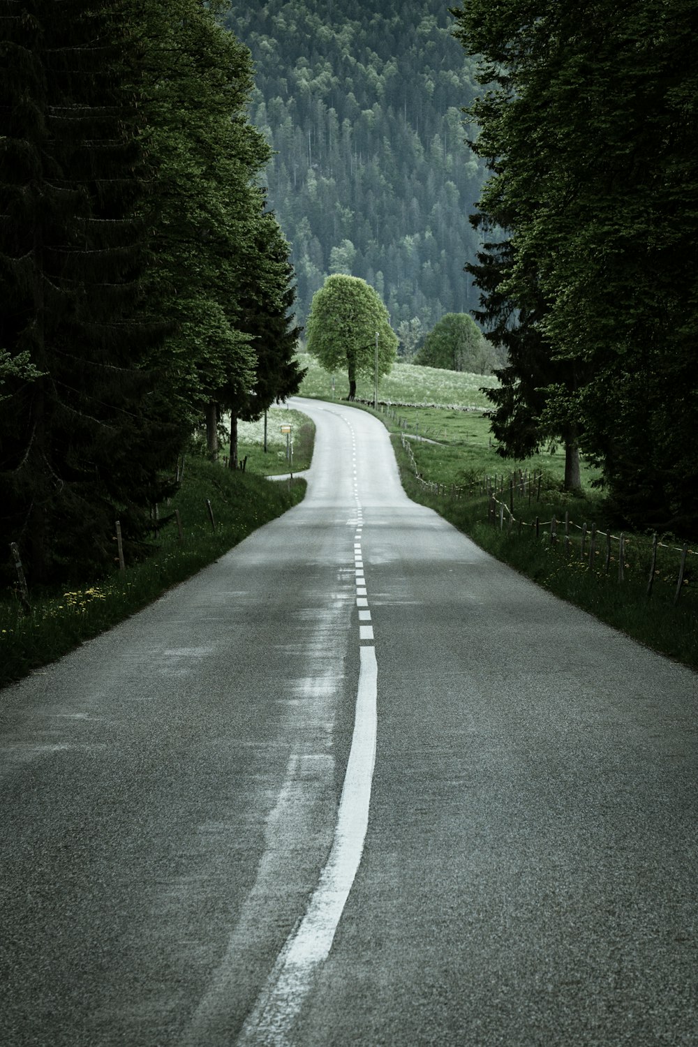 gray concrete road between green trees during daytime