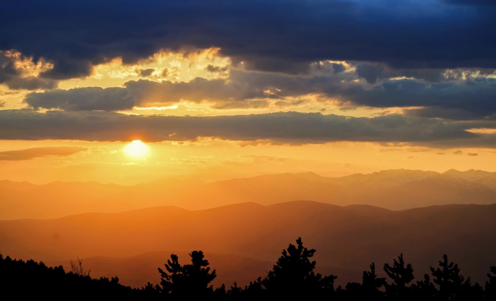 silhouette of trees during sunset