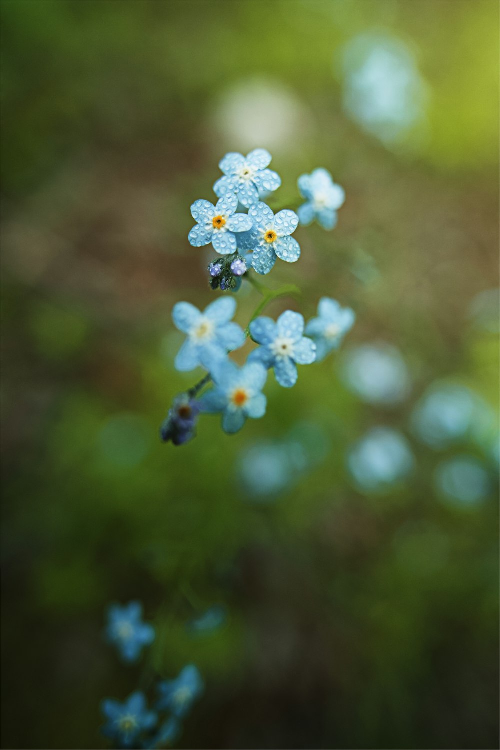 Fleurs blanches et bleues dans une lentille à bascule