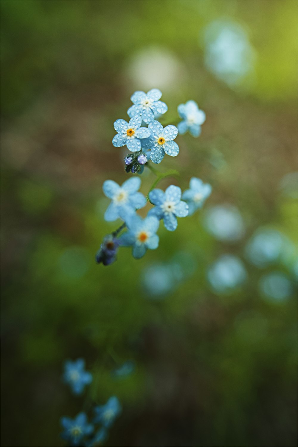 white and blue flowers in tilt shift lens