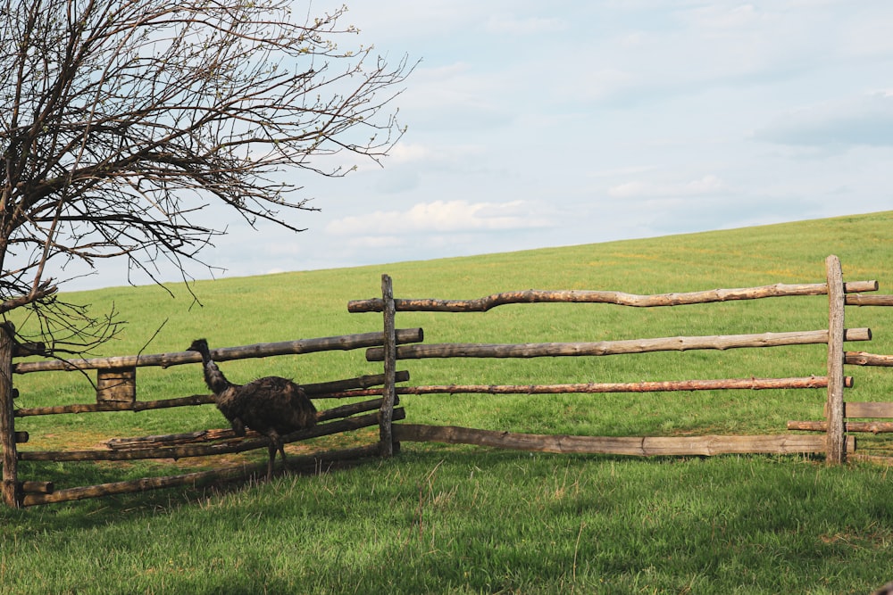 brown wooden fence on green grass field during daytime