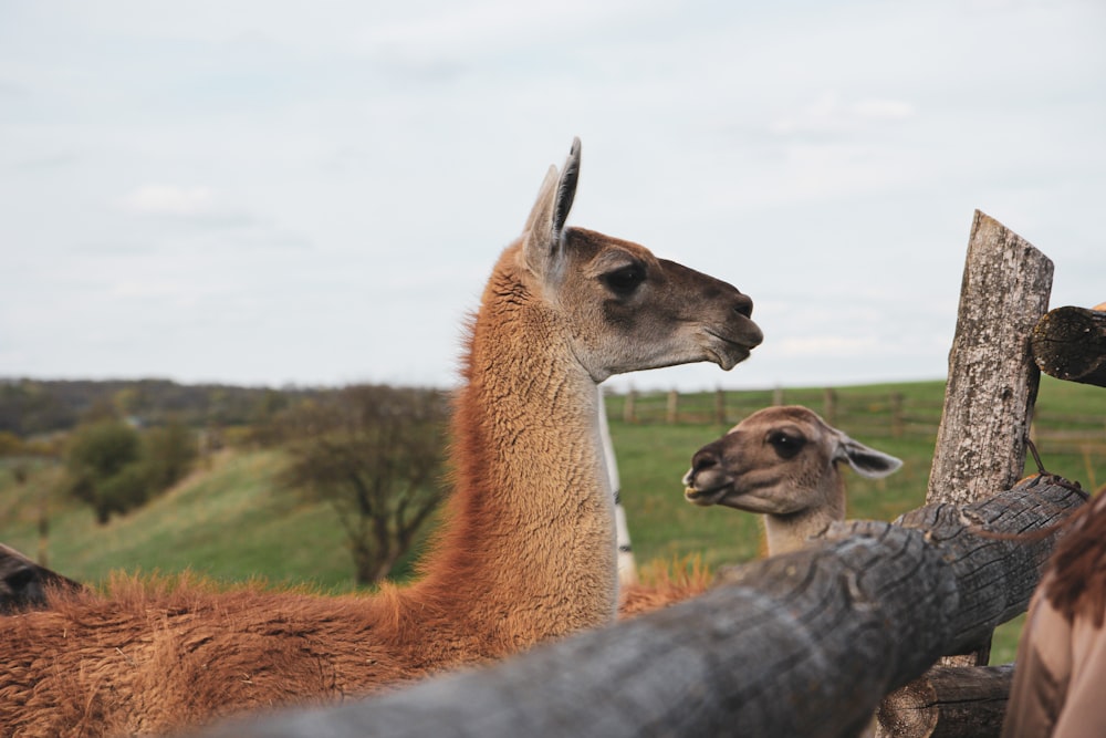 Jirafa marrón y blanca en campo de hierba verde durante el día