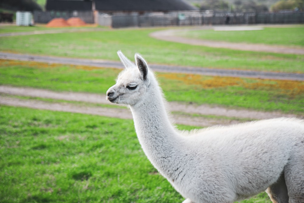 white llama on green grass field during daytime
