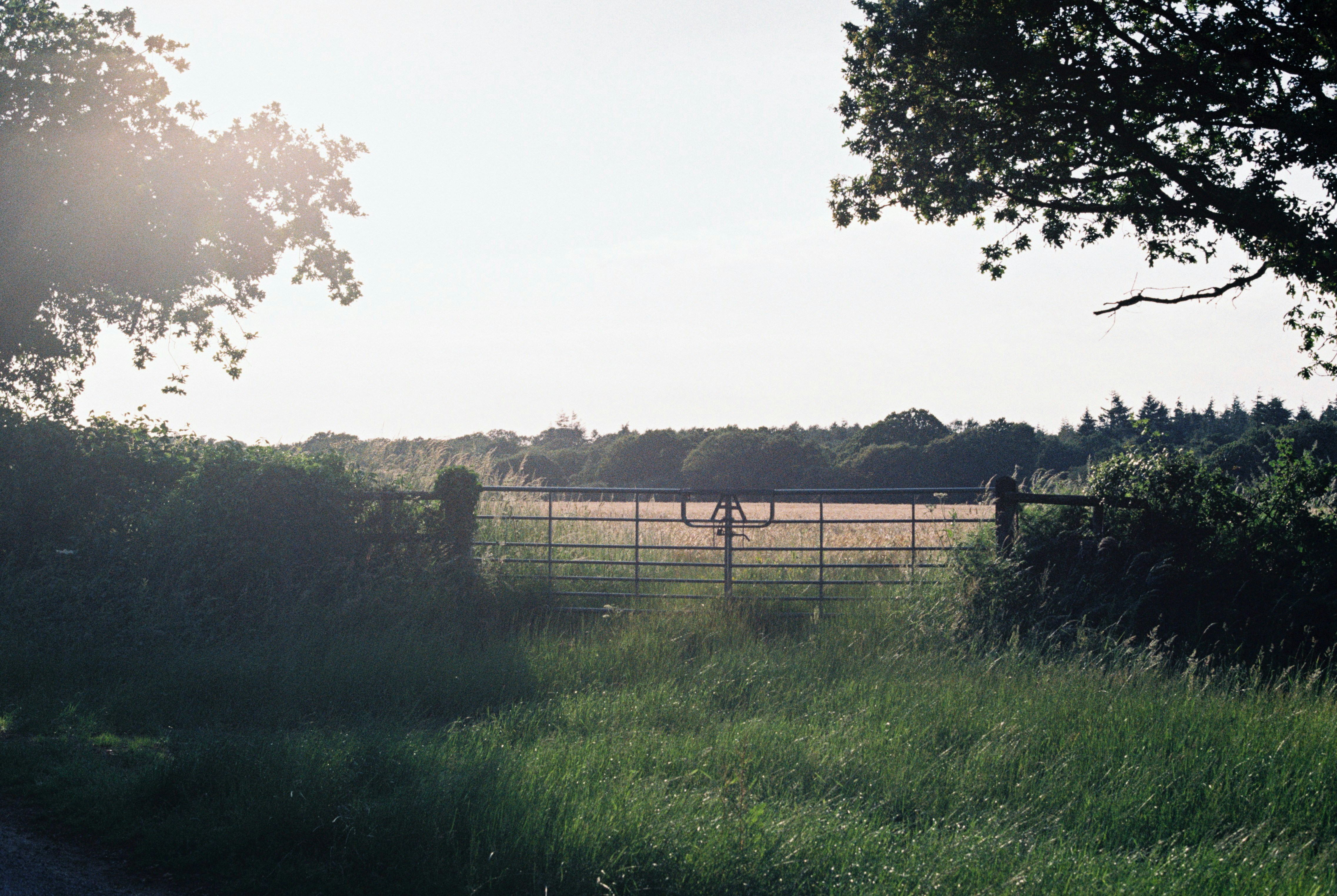 Government plantation project site