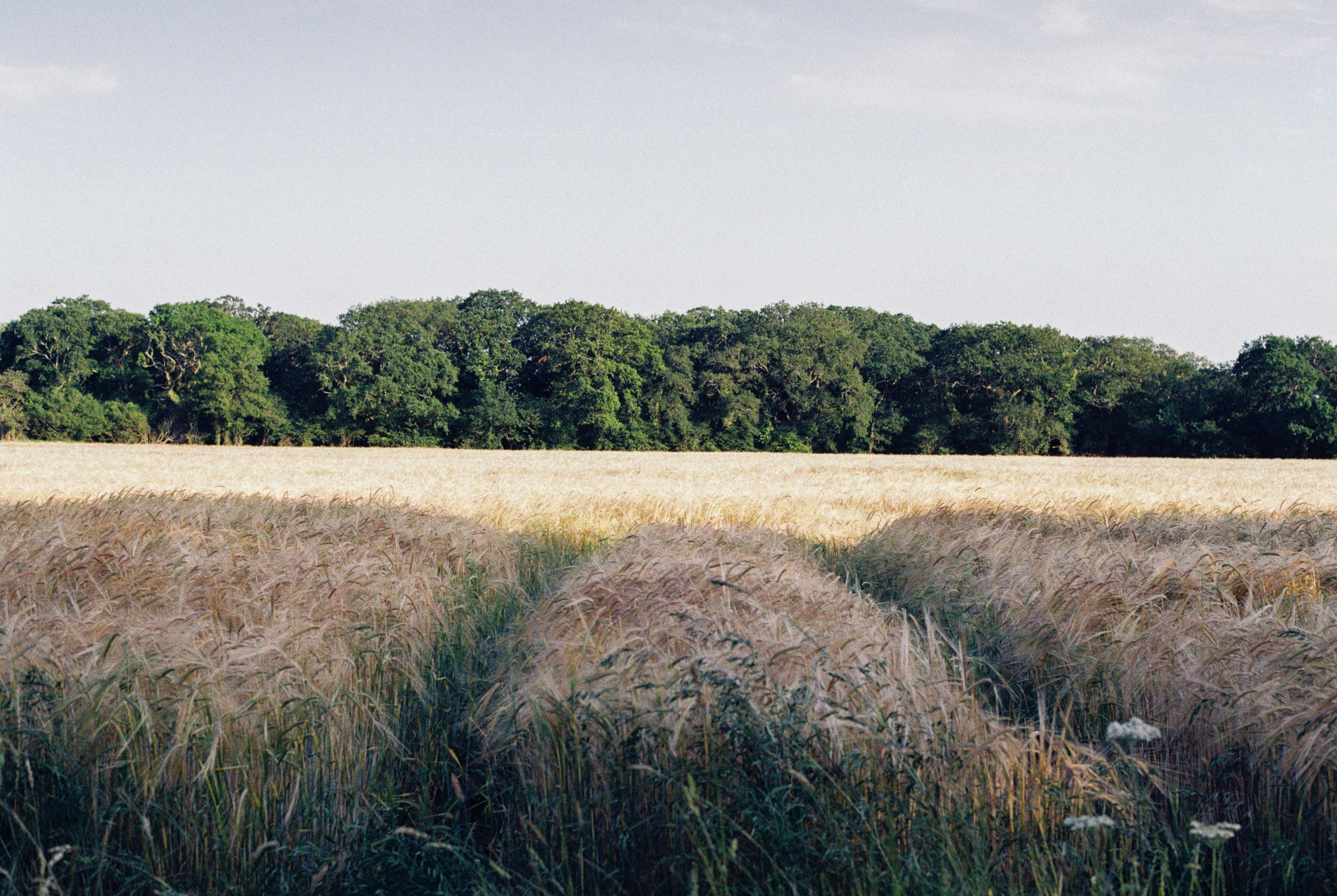 Photo by anniespratt