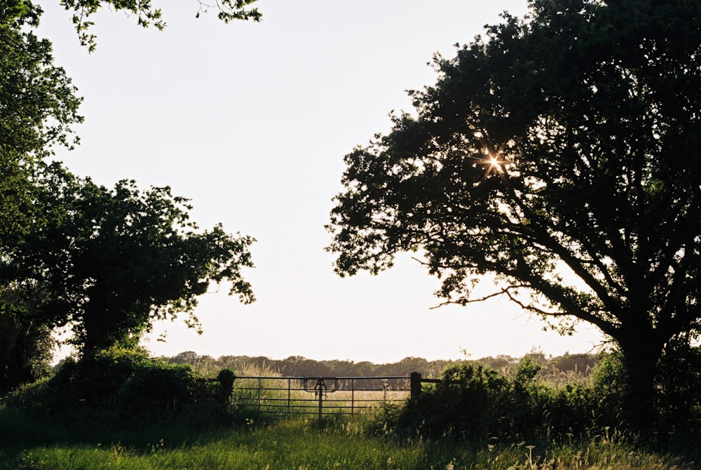 green grass field with fence