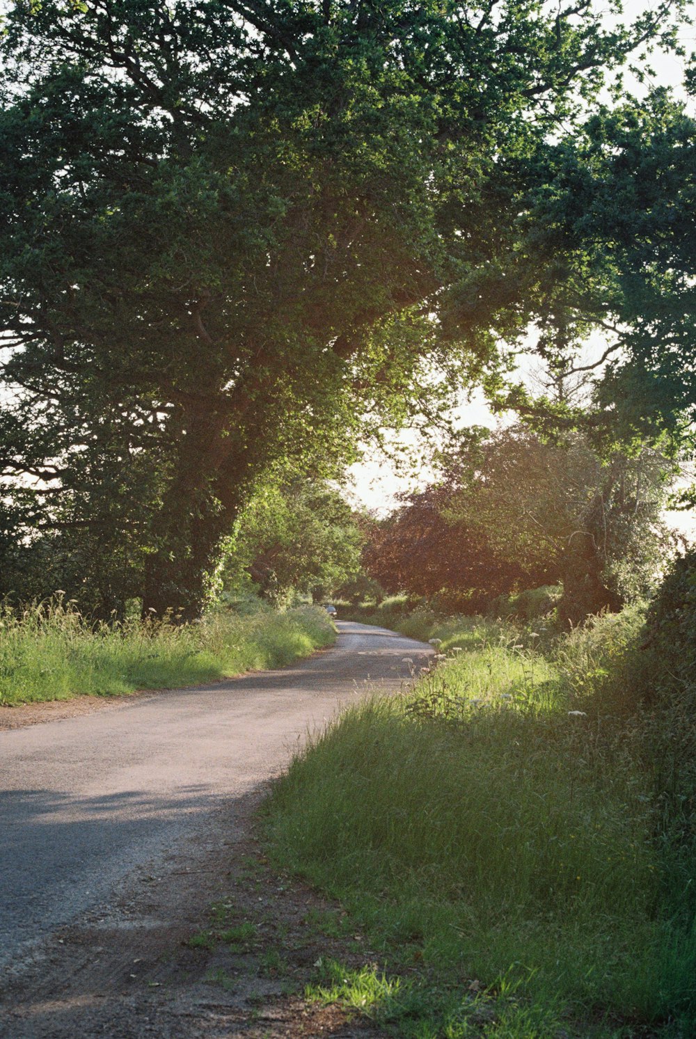 gray concrete road between green trees during daytime