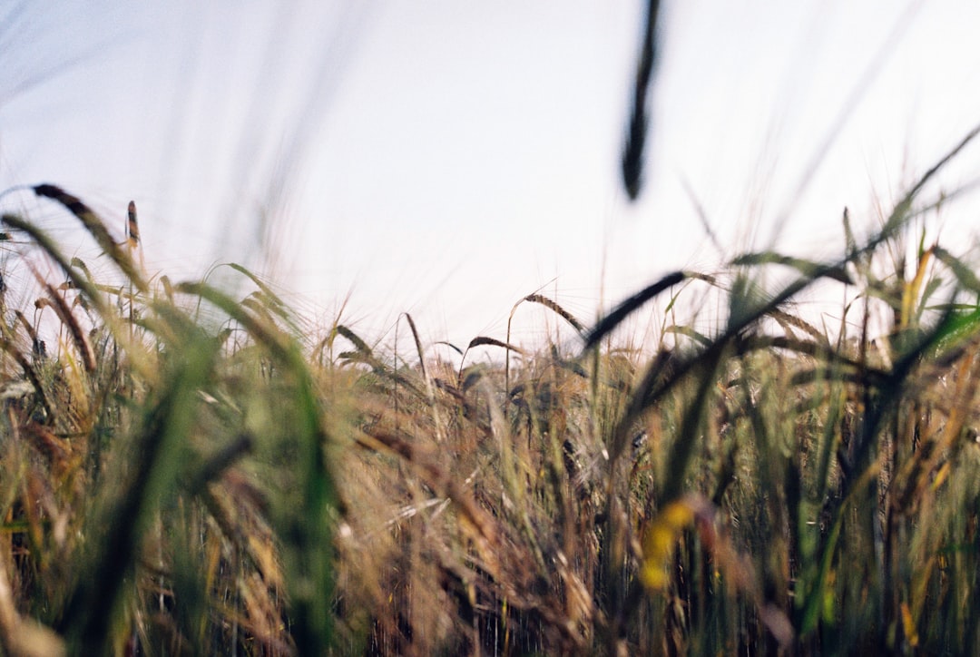 green grass in close up photography